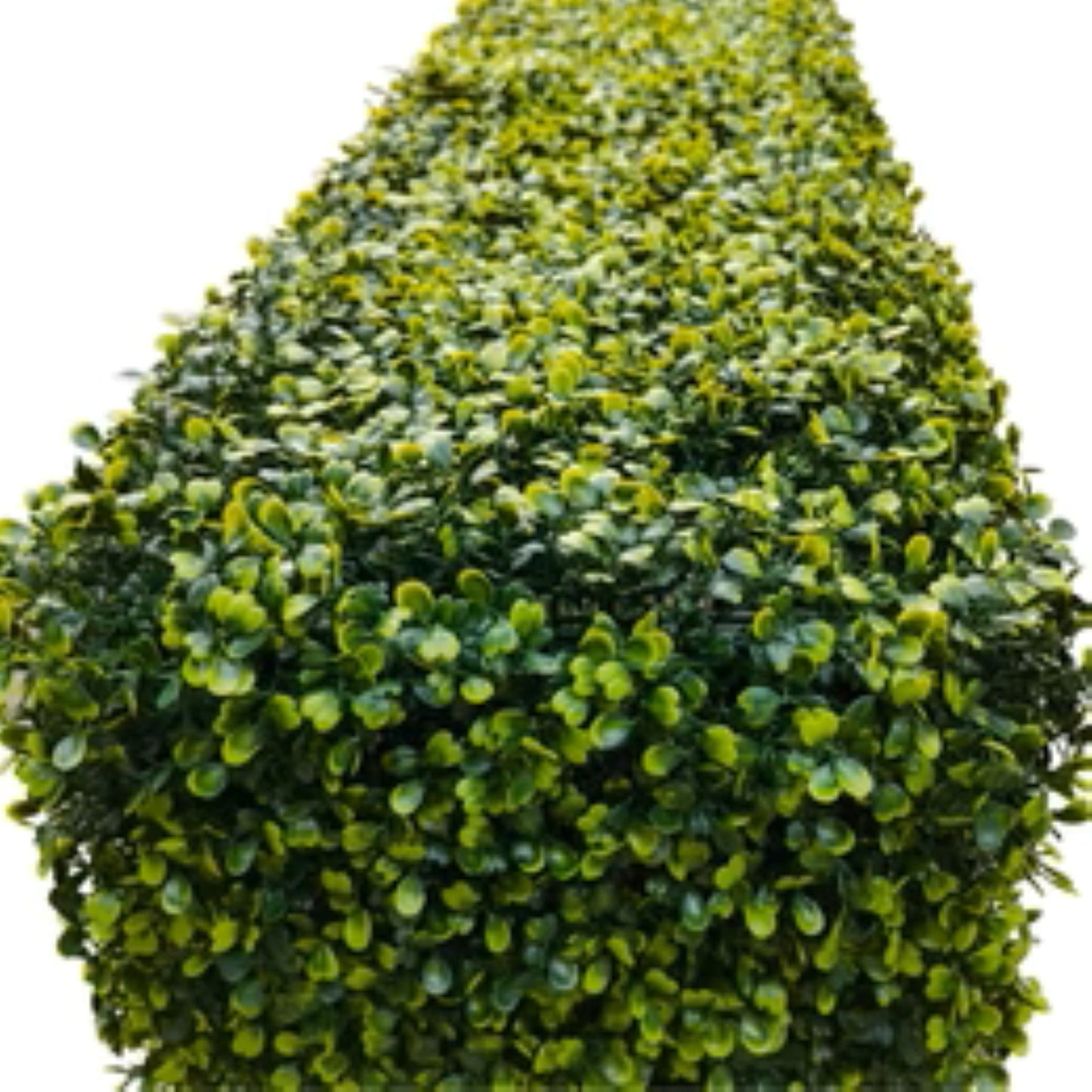 Close-up of light green lifelike boxwood foliage on freestanding hedge