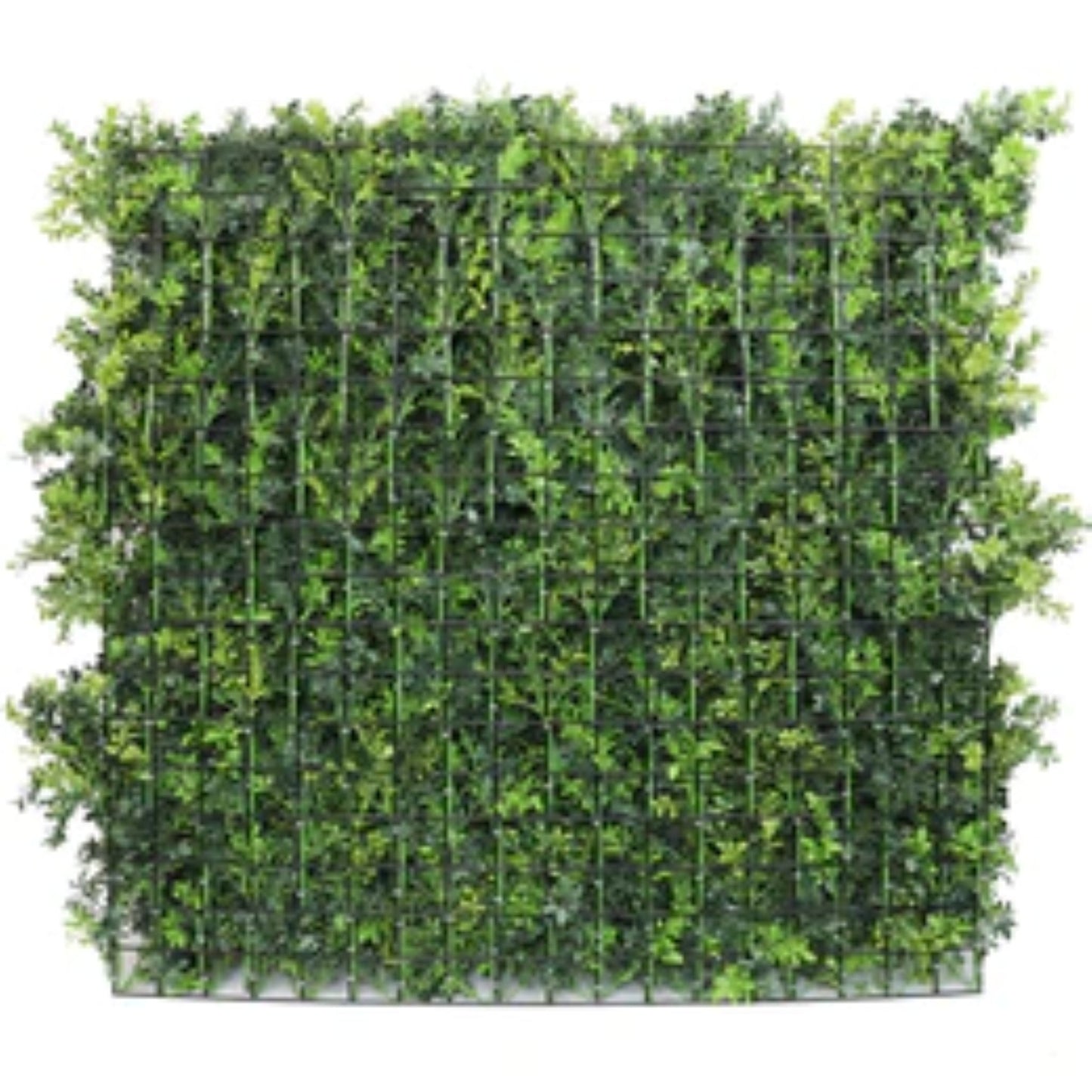 Dark green extra dense boxwood panel measuring 40 by 40 inches back view