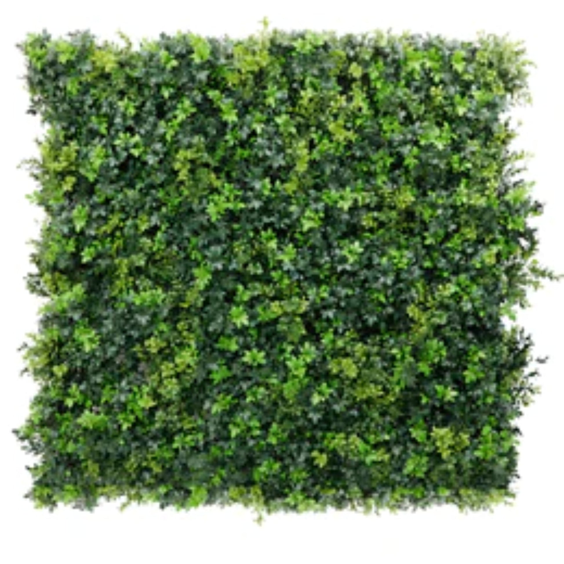 Dark green extra dense boxwood panel measuring 40 by 40 inches