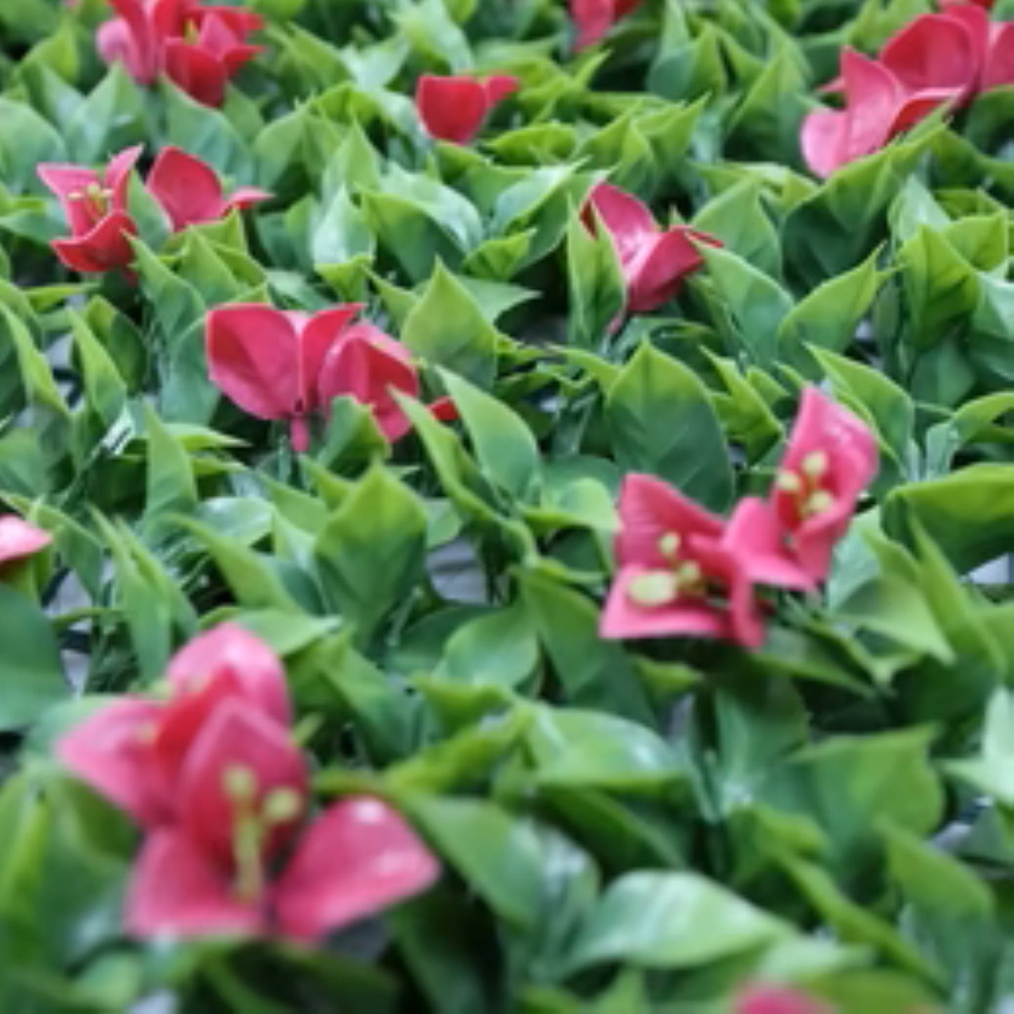 close-up of bright pink flowers and dense greenery on artificial wall panel
