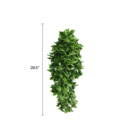 UV-resistant pothos foliage with cascading greenery
