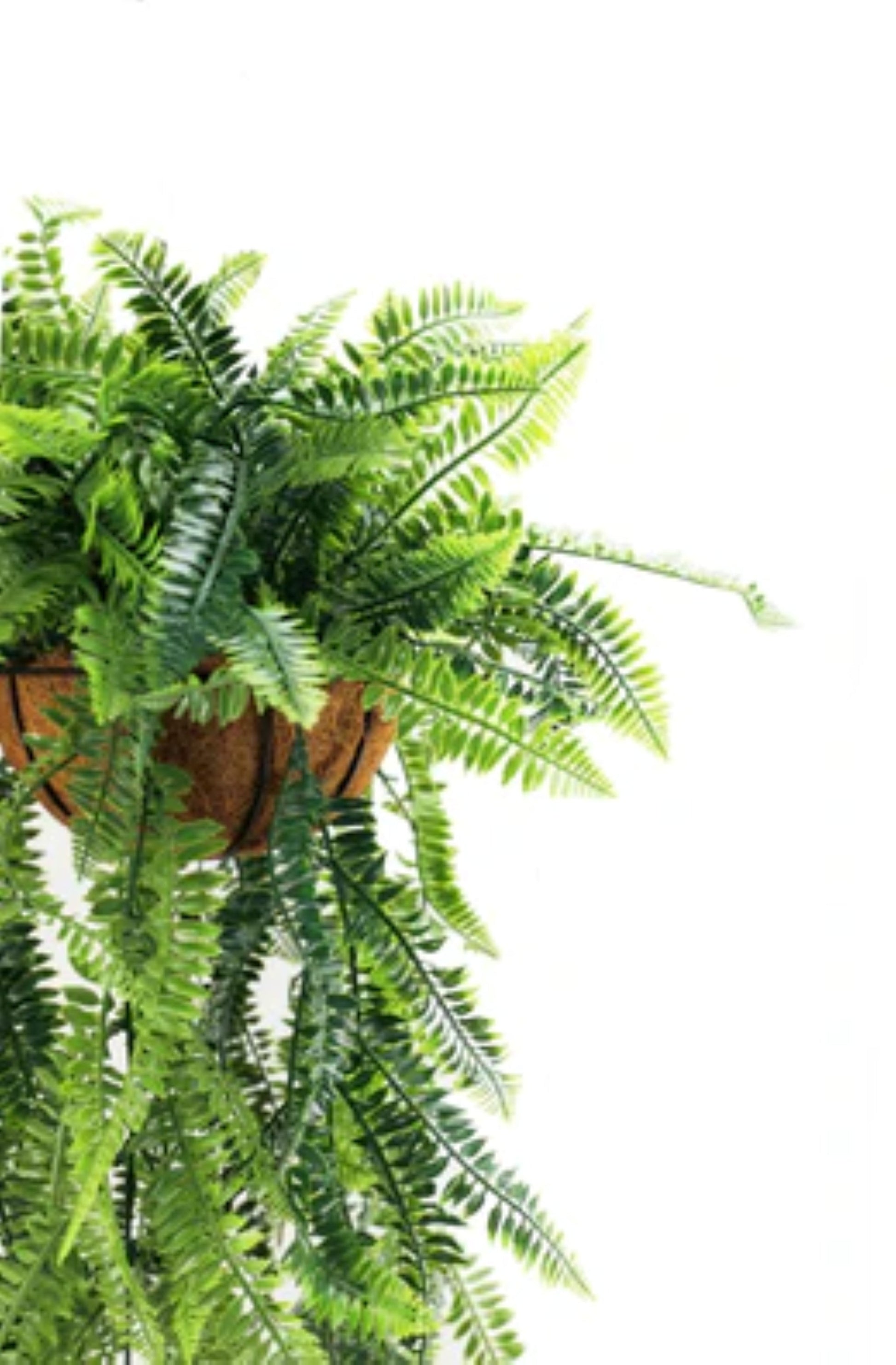 Realistic fern hanging plant for patios and entryways
