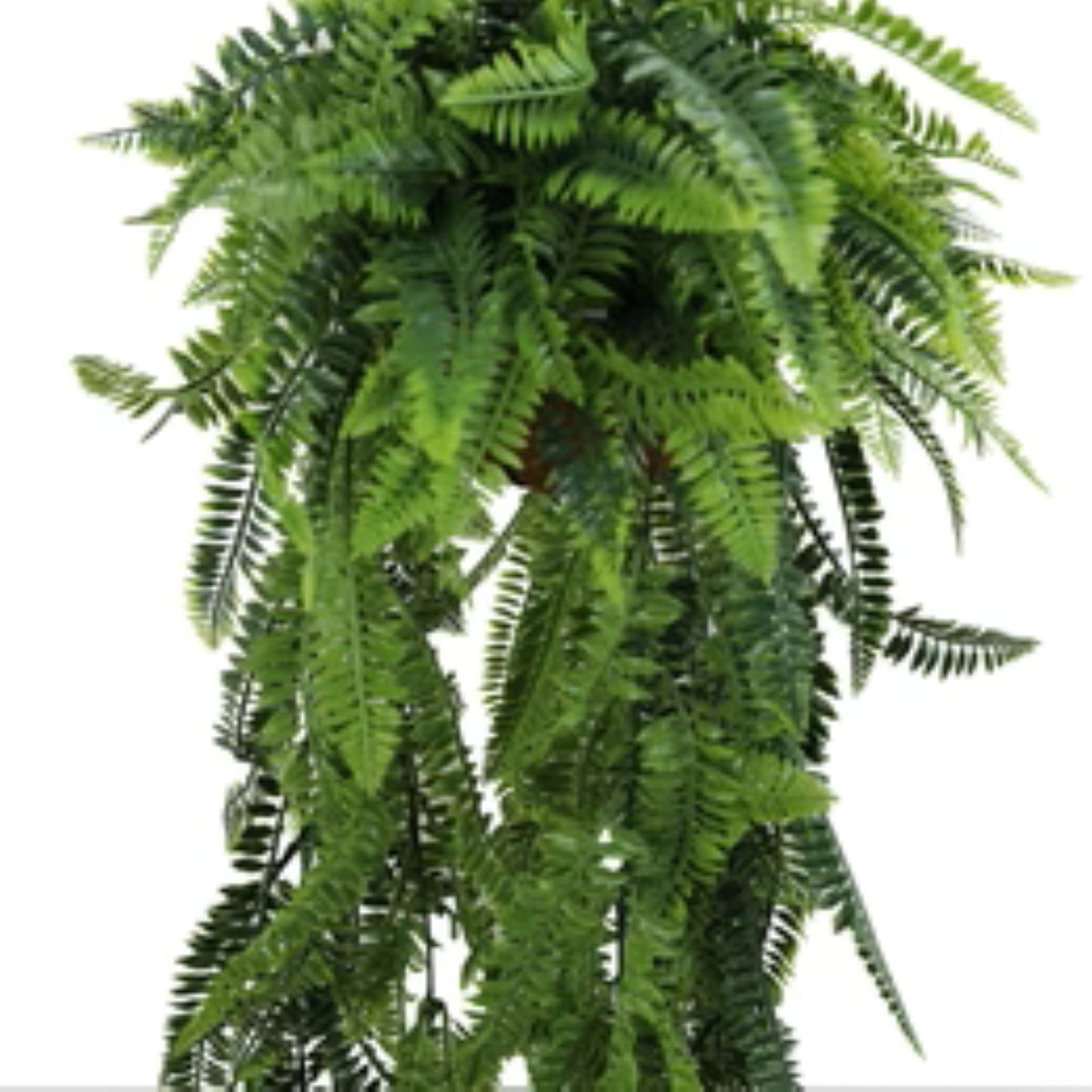 Full hanging fern basket with natural-looking fronds