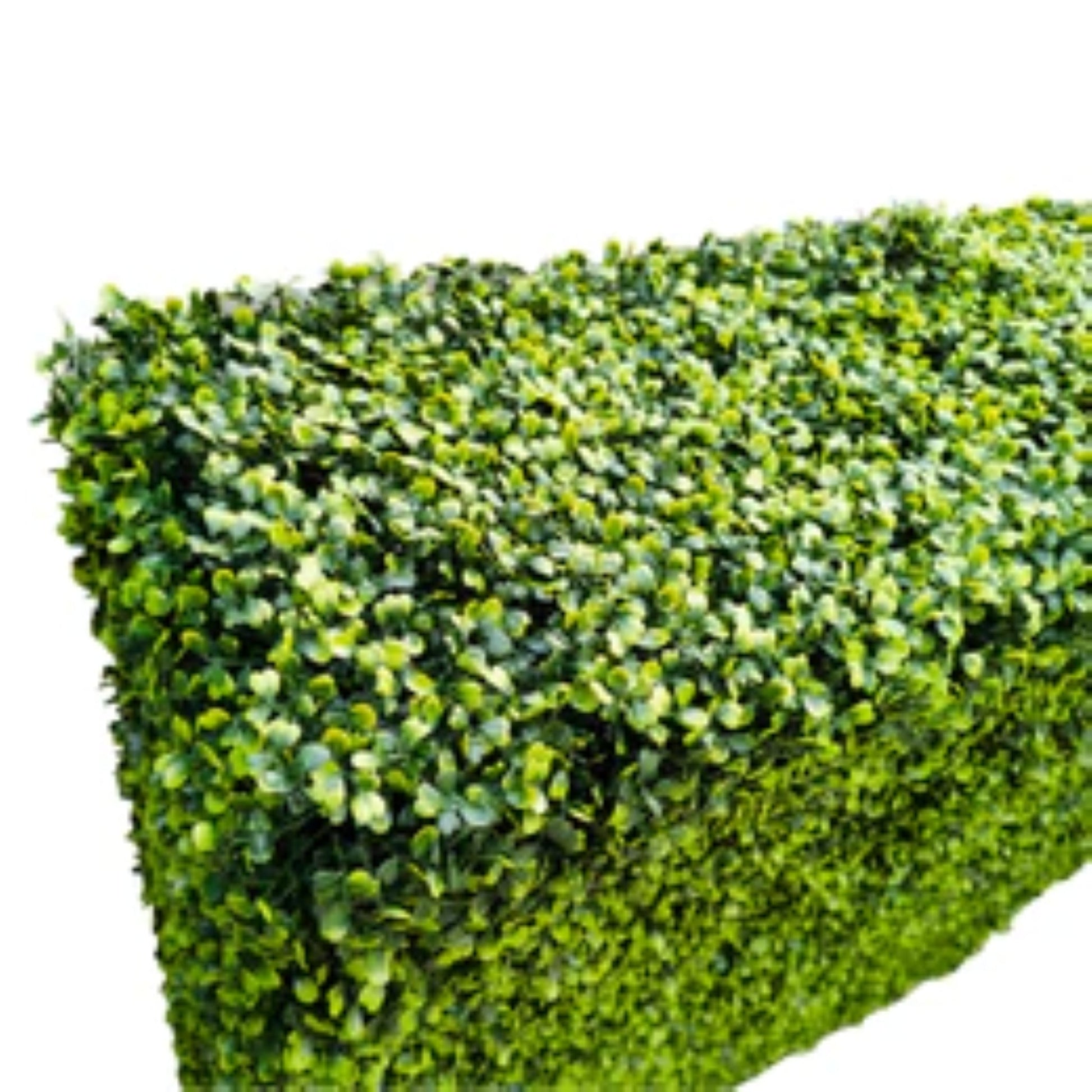 lose-up of dense light green boxwood foliage on artificial hedge