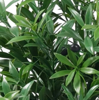 lifelike Mediterranean olive plant
