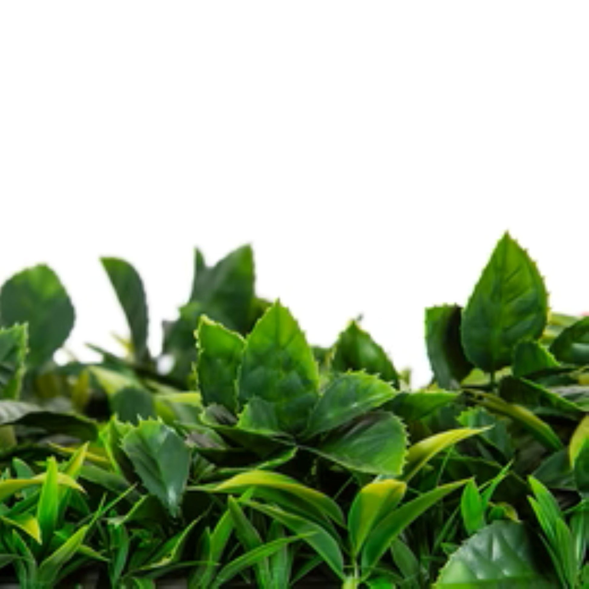 Close-up of green foliage with pink floral accents on artificial living wall