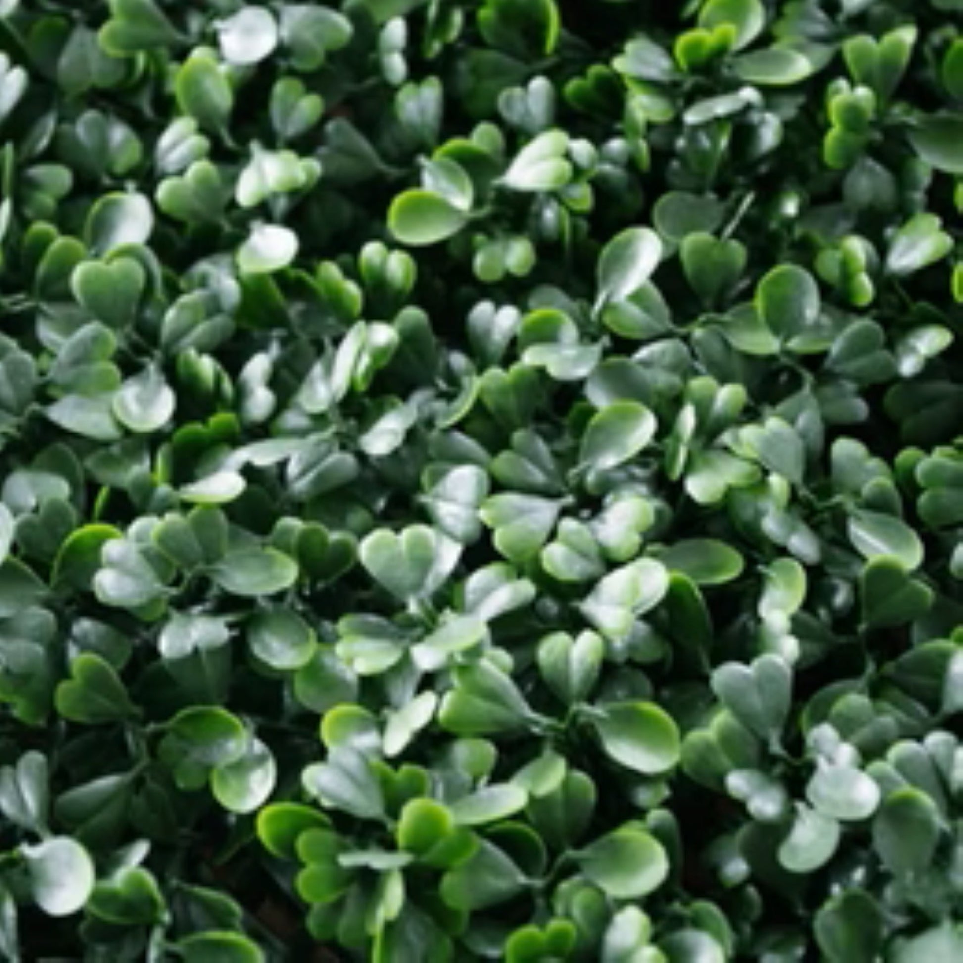 UV-resistant faux boxwood hedge panels zoom foliage view
