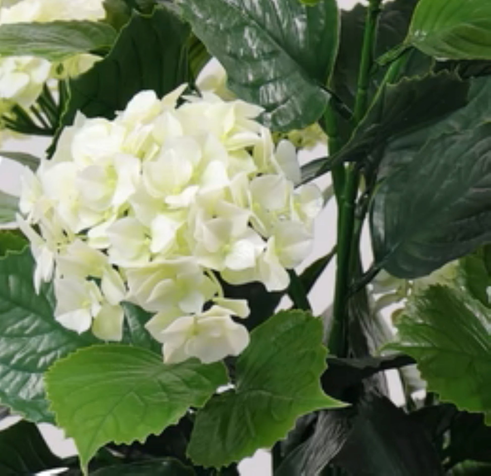 UV-resistant faux hydrangea plant