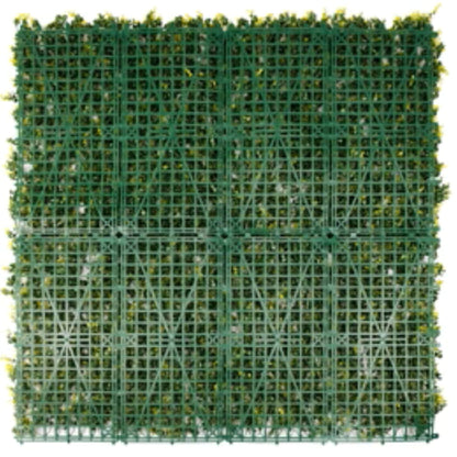 UV-resistant yellow English boxwood wall back view