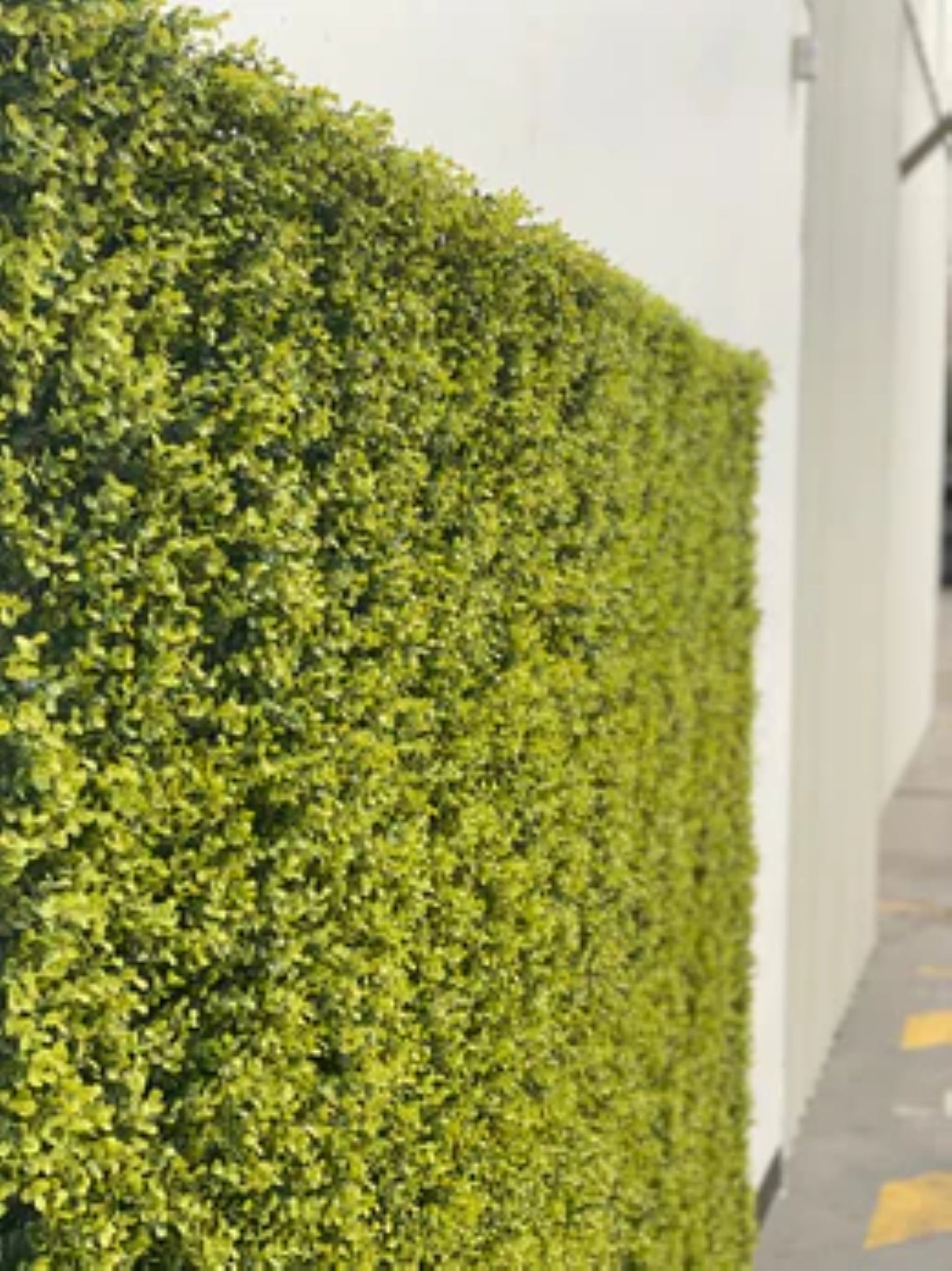 commercial-grade yellow green wall for indoor outdoor décor