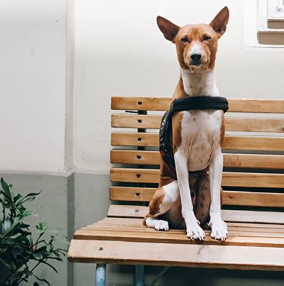 restaurantwaitingroombenches